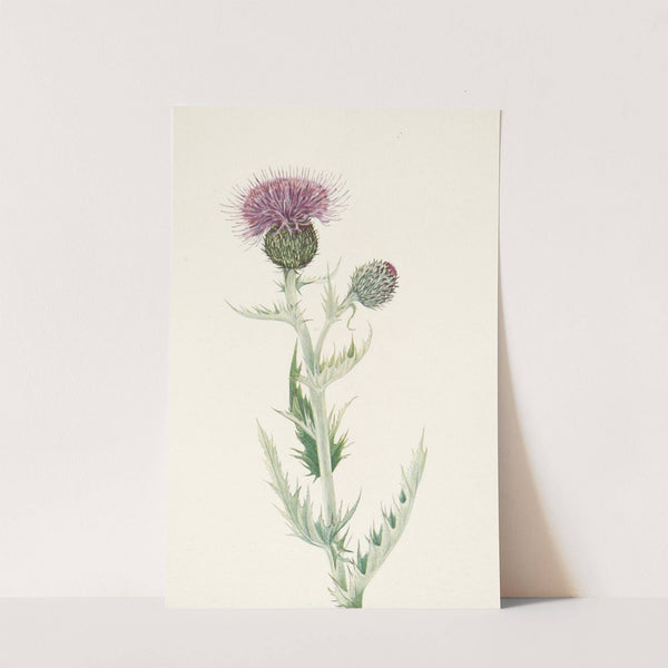 Prairie Thistle. Cirsium undulatum (1925) by Mary Vaux Walcott