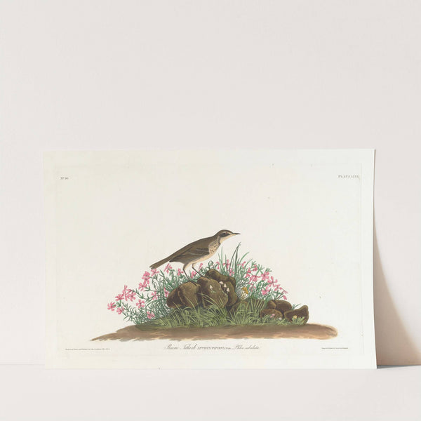 Prairie titlark (1827–1838) by John James Audubon