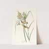Prairie warbler (1827–1838) by John James Audubon