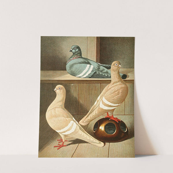 Praqer Weissbindige Tümmler by Gustav Prütz