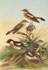 Pratincola rubetra, Prantincola rubicola