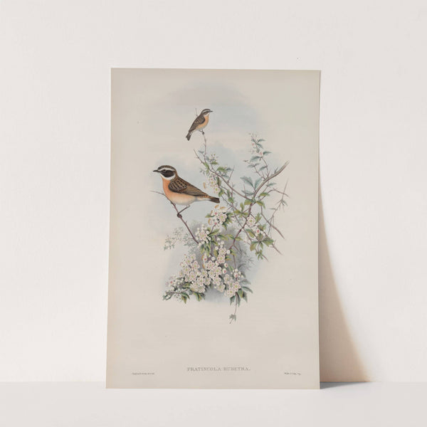 Pratincola rubetra. Whinchat. (1862-1873) by John Gould