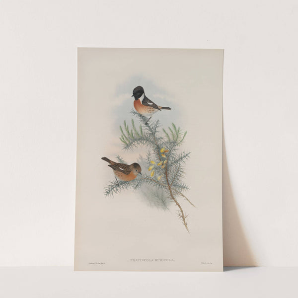 Pratincola rubicola. Stone-chat, or Furze-chat. (1862-1873) by John Gould