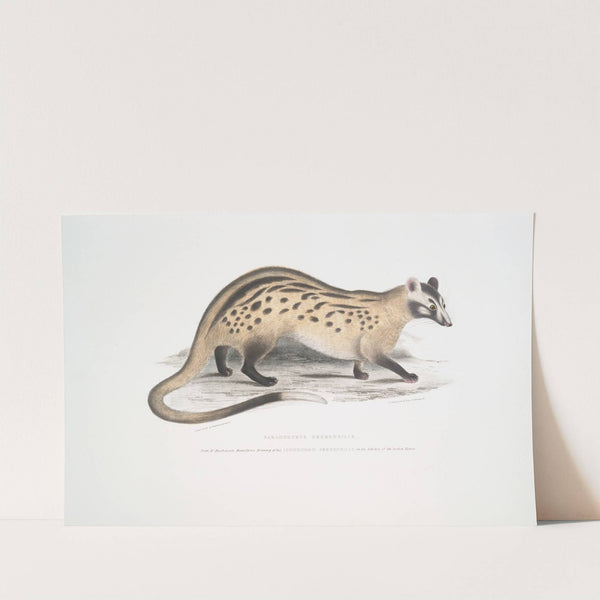 Prehensile Paradoxurus, Paradoxurus prehensilis by John Edward Gray