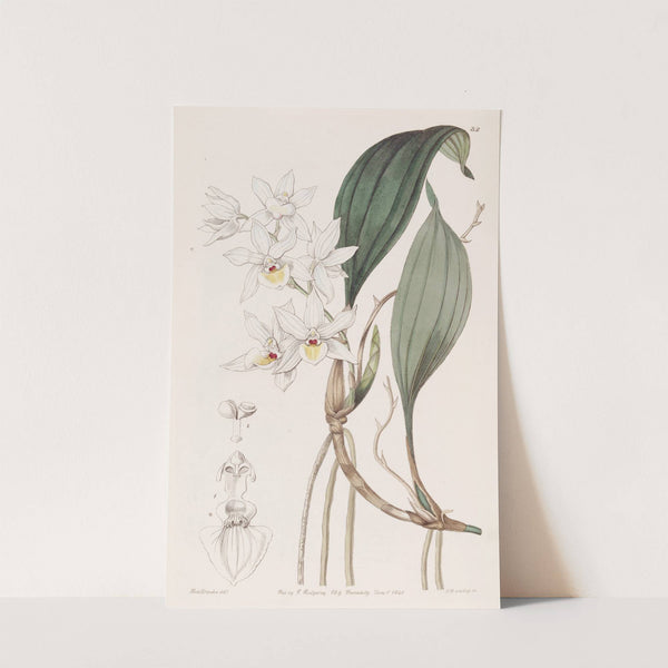 Pretty Aganisia by Sydenham Edwards