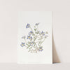 Pretty Clintonia by Sydenham Edwards