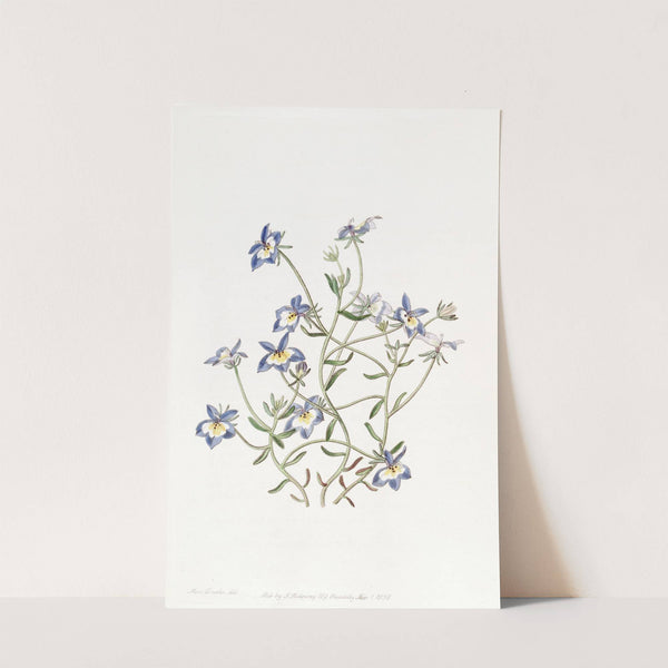 Pretty Clintonia by Sydenham Edwards