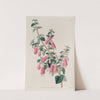 Pretty Correa by Sydenham Edwards