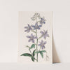 Pretty Larkspur by Sydenham Edwards