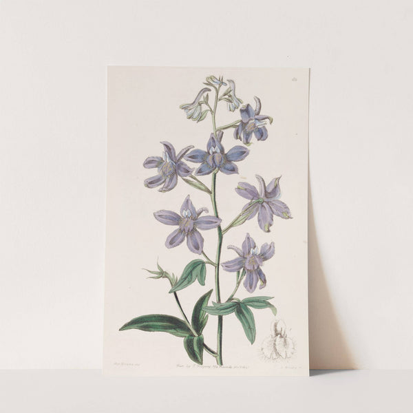 Pretty Larkspur by Sydenham Edwards