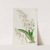 Pretty Oncidium by Sydenham Edwards