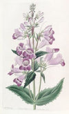 Pretty Pentstemon