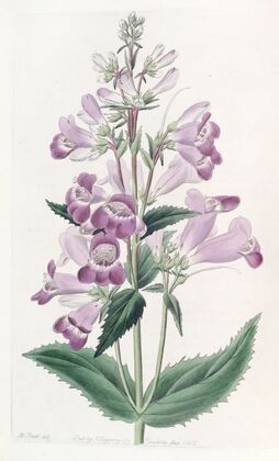 Pretty Pentstemon