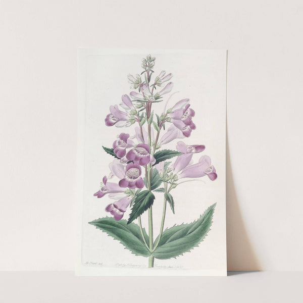 Pretty Pentstemon by Sydenham Edwards