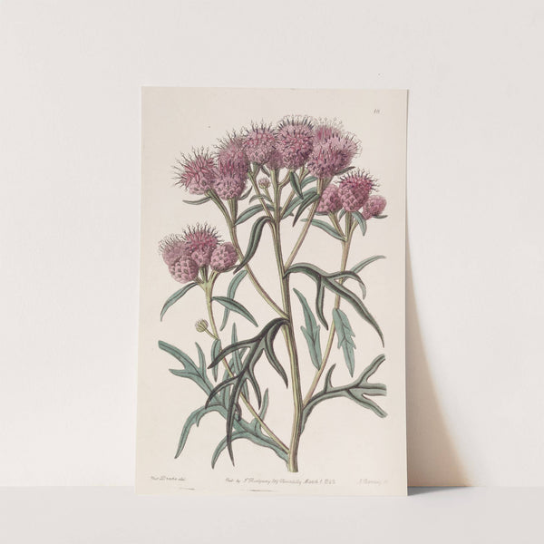 Pretty Saussurea by Sydenham Edwards