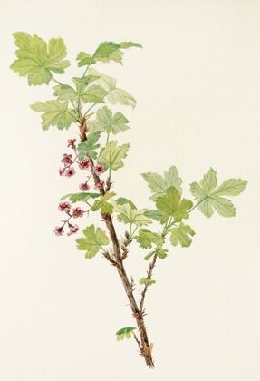 Douglas Honeysuckle (fruit). Lonicera glaucescens