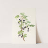 Prickly Currant (fruit). (Ribes lacustre) (1925) by Mary Vaux Walcott
