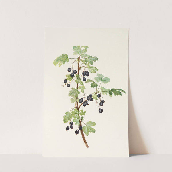 Prickly Currant (fruit). (Ribes lacustre) (1925) by Mary Vaux Walcott