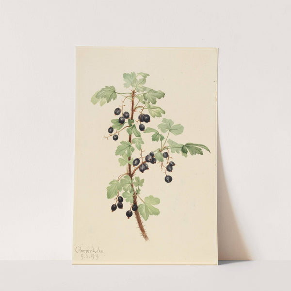 Prickly Currant (Ribes lacustre) (1919) by Mary Vaux Walcott