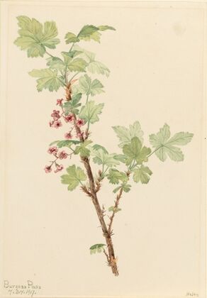 Prickly Currant (Ribes lacustre) (1917)