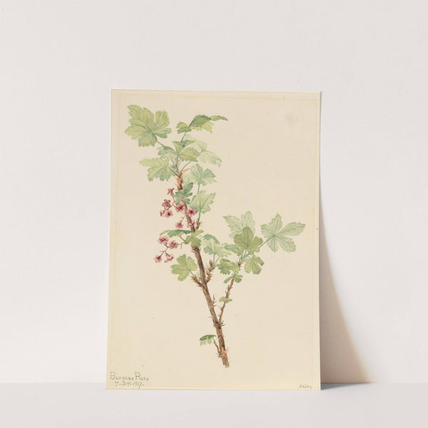 Prickly Currant (Ribes lacustre) (1917) by Mary Vaux Walcott