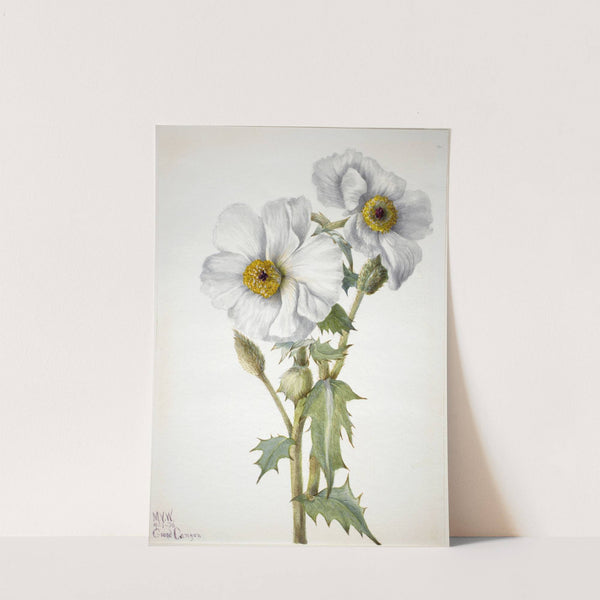 Prickly Poppy (Argemone hispeda) (1936) by Mary Vaux Walcott