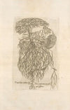Prima huirus tractatus fig; Venæ portæ ortum progresumque’ præseferens
