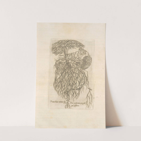 Prima huirus tractatus fig; Venæ portæ ortum progresumque' præseferens by Thomas Geminus