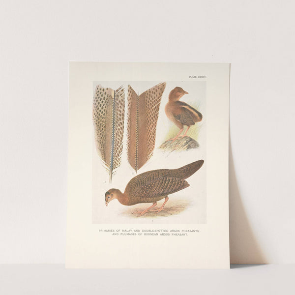 Primaries of Malay and Double-spotted Argus Pheasants and plumages of Bornean Argus Pheasant. (1918-1922) by Henrik Gronvold