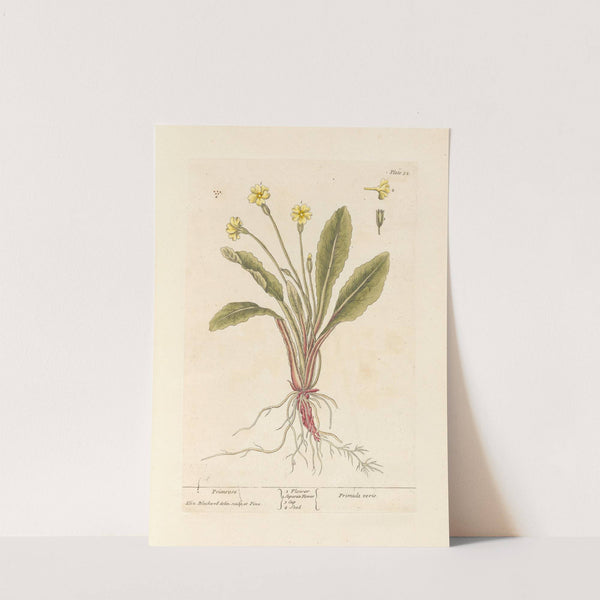 Primrose by Elizabeth Blackwell