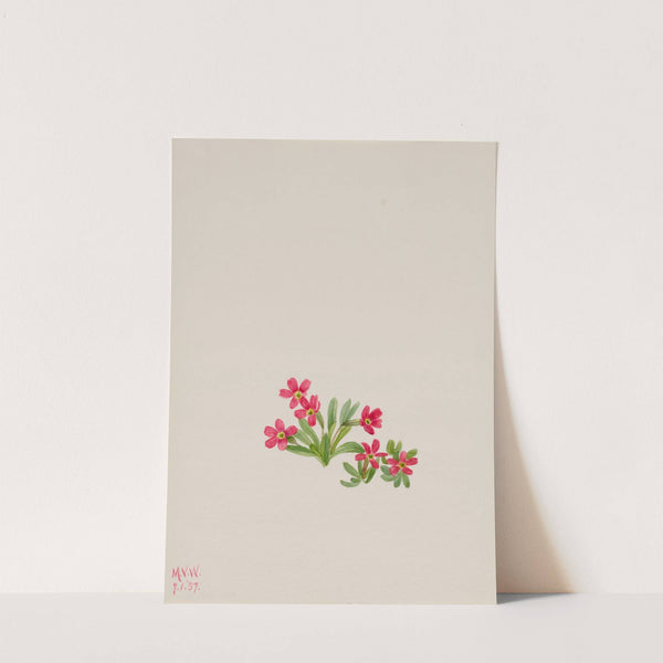 Primrose (Primula angustifolia) (1937) by Mary Vaux Walcott