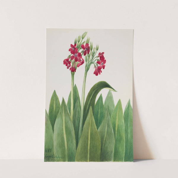 Primrose (Primula parryi) (1938) by Mary Vaux Walcott