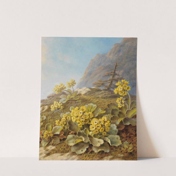 'Primula auricula', Cowslips by Pauline Halm-Flechner