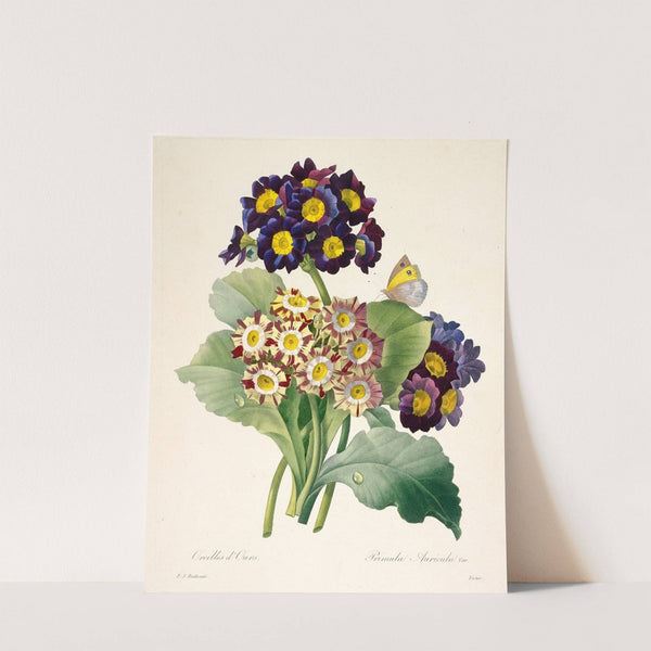 Primula auricula (Primroses) (1827) by Pierre Joseph Redouté