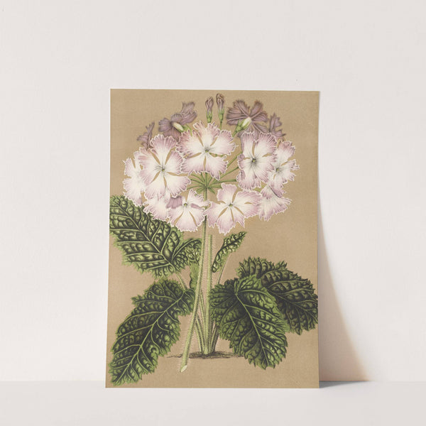 Primula cortusoides var. grandiflora by Charles Antoine Lemaire