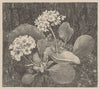 Primula in het mos