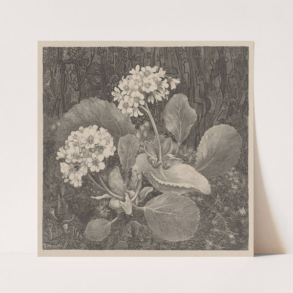 Primula in het mos (c. 1898) by Theo van Hoytema