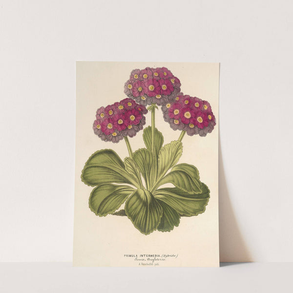 Primula intermedia (hybrida) by Charles Antoine Lemaire