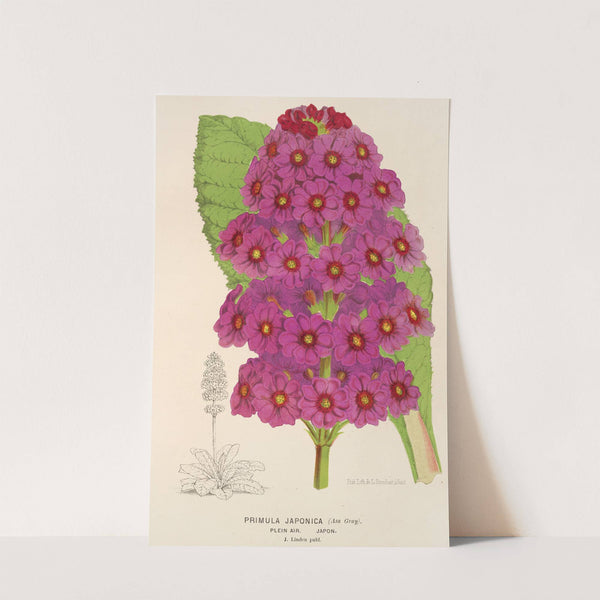 Primula Japonica by Charles Antoine Lemaire