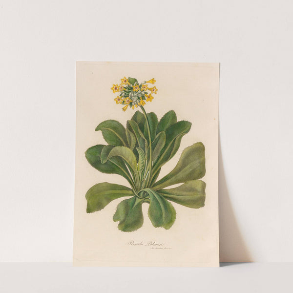 Primula Palinuri (1818-1824) by Gaetano Savi