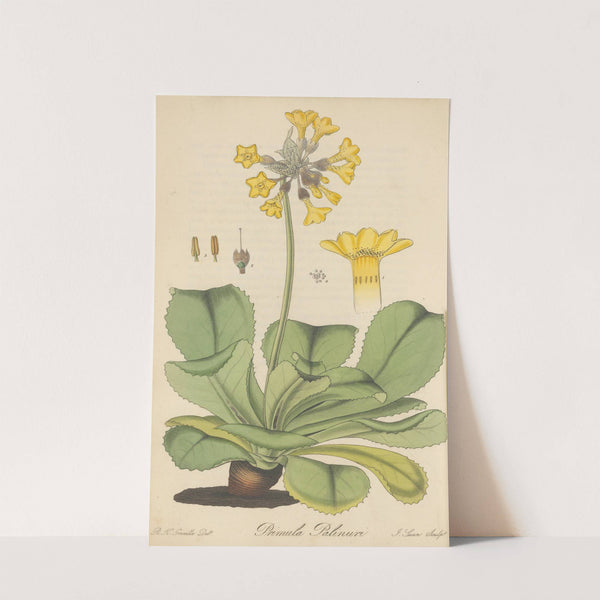 Primula Palinuri by William Jackson Hooker