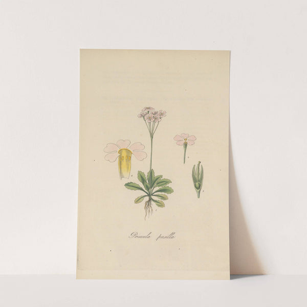 Primula pusilia by William Jackson Hooker
