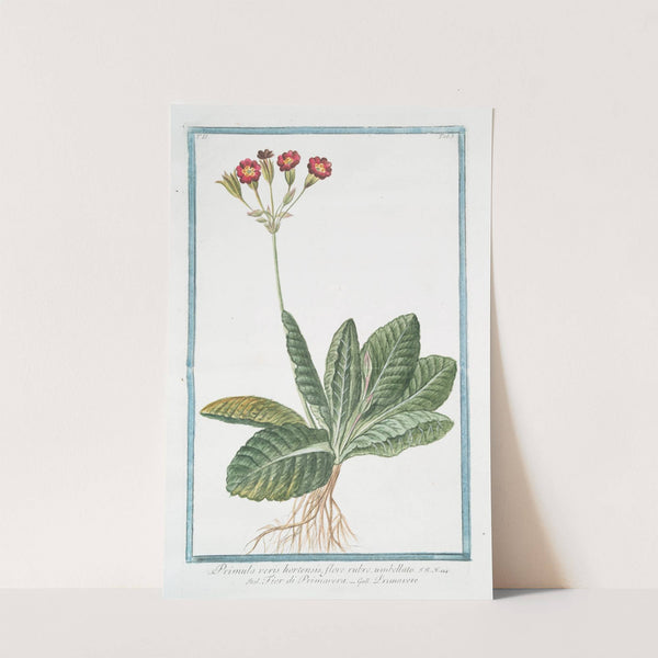 Primula varis hortensis, flore rubro, umbellato - Fior di Primavera - Primavere by Giorgio Bonelli