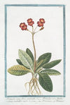 Primula veris, flore geminato – Primula veris, floribus coccineis, umbellico aureo – Primavera – Primevere