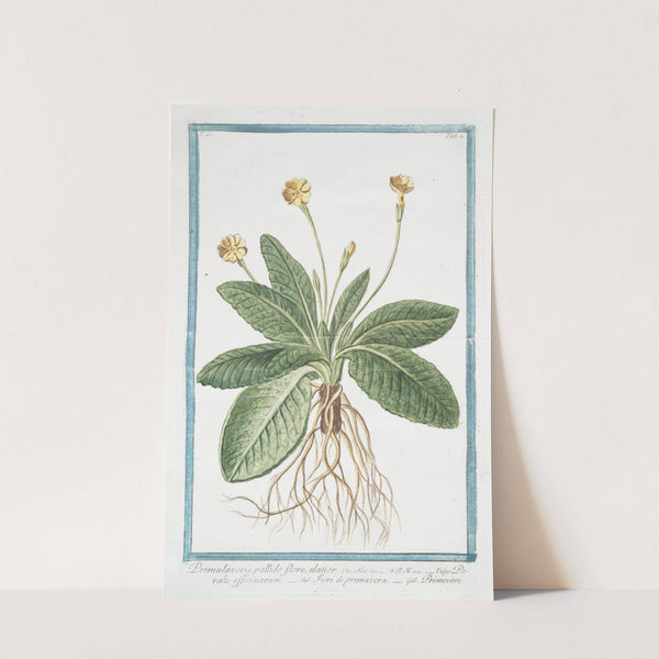 Primulaveris, pallido flore, elatior - Paralis officinarum - Fiori di primavera - Primevére by Giorgio Bonelli