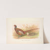 Prince of Wales’s Pheasant (Phasianus colchicus principalis) (1918-1922) by Henry Jones
