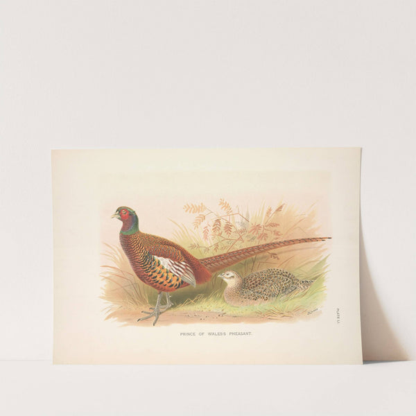 Prince of Wales’s Pheasant (Phasianus colchicus principalis) (1918-1922) by Henry Jones