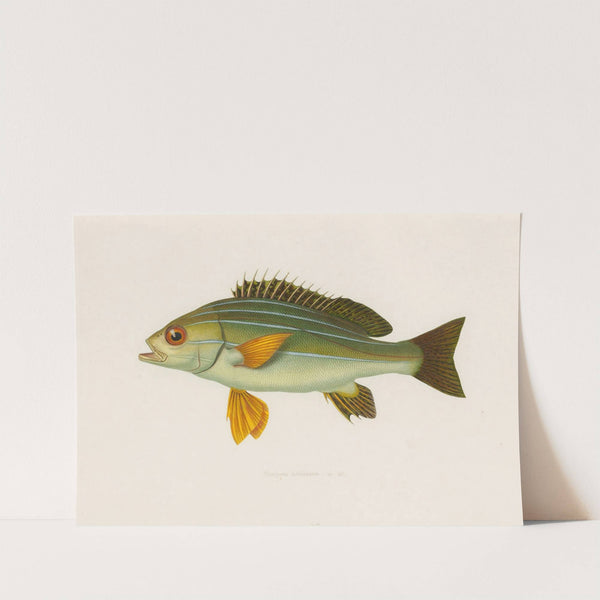 Pristipoma octolineatum by Arthus Bertrand