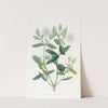 Privet-leaved Pimelea by Sydenham Edwards