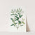 Privet-leaved Pimelea by Sydenham Edwards